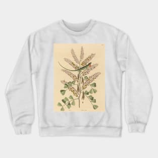 The Green Lizard of Jamaica by Mark Catesby Crewneck Sweatshirt